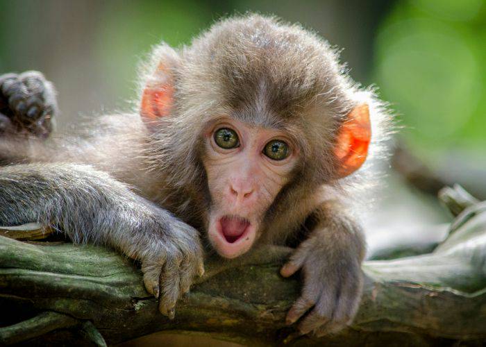 A baby monkey with a shocked face, similar to what you might find at Takasakiyama Monkey Park.